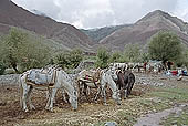 Ladakh - Hemis area famous for the trekking possibilities and for the Hemis Gompa.